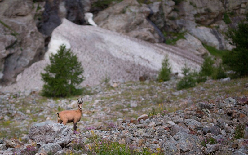 Tour des refuges en Vallouise Location Tour des refuges en Vallouise à