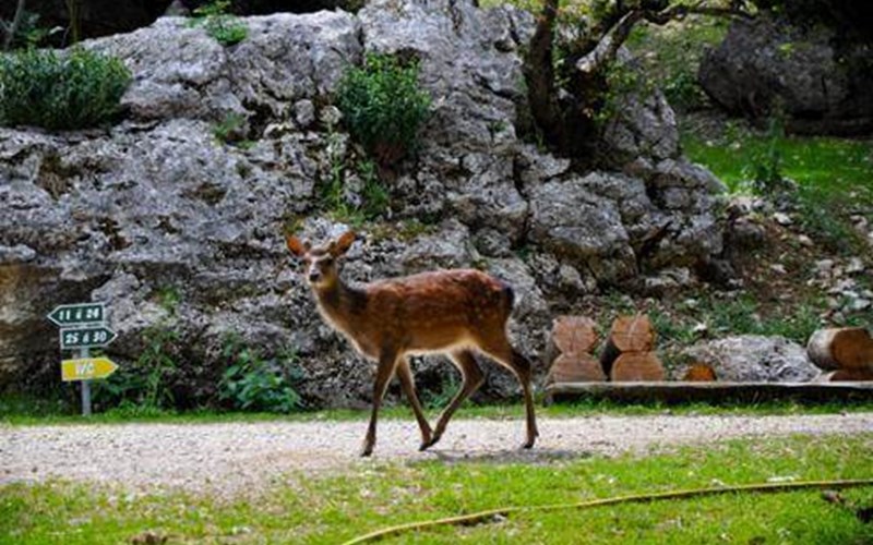 Camping Koawa Les Noyers Location Camping Koawa Les Noyers à ORPIERRE