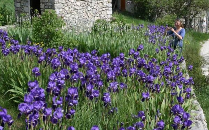 Camping Les Rives du Lac Location Camping Les Rives du Lac à VEYNES