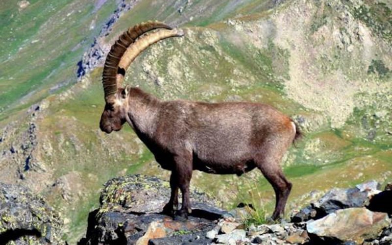 Camping-Caravaneige l'Iscle de Prelles Location Camping-Caravaneige l'Iscle de Prelles à ST MARTIN DE QUEYRIERE