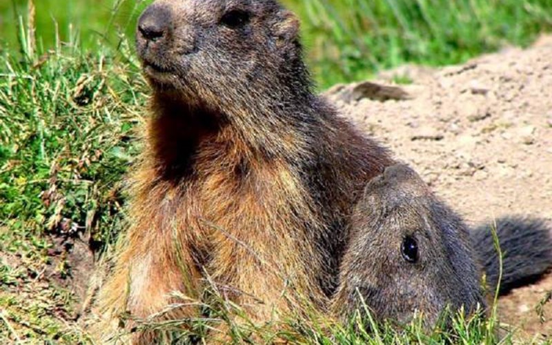 Camping-Caravaneige l'Iscle de Prelles Location Camping-Caravaneige l'Iscle de Prelles à ST MARTIN DE QUEYRIERE