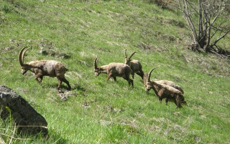 Camping Le Diamant Location Camping Le Diamant à ST JEAN ST NICOLAS