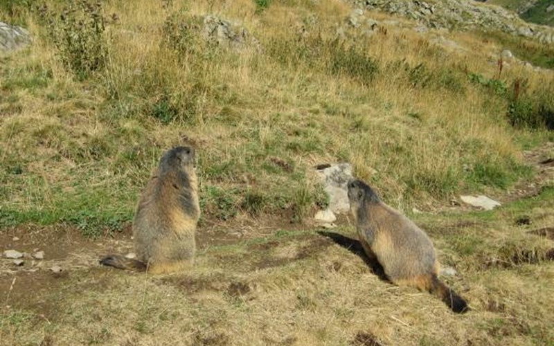 Camping Le Diamant Location Camping Le Diamant à ST JEAN ST NICOLAS