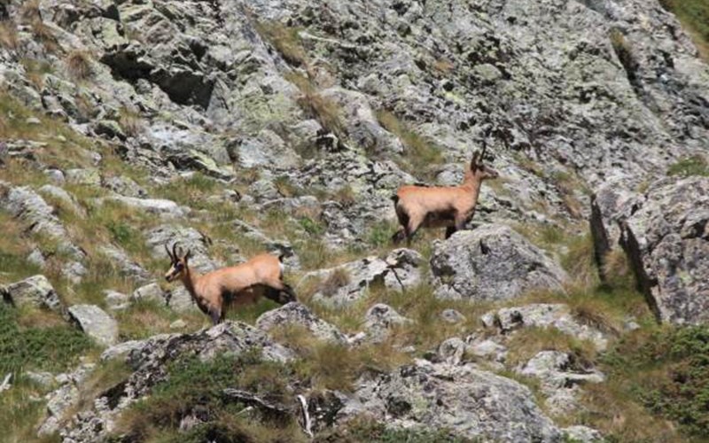 Camping Le Diamant Location Camping Le Diamant à ST JEAN ST NICOLAS