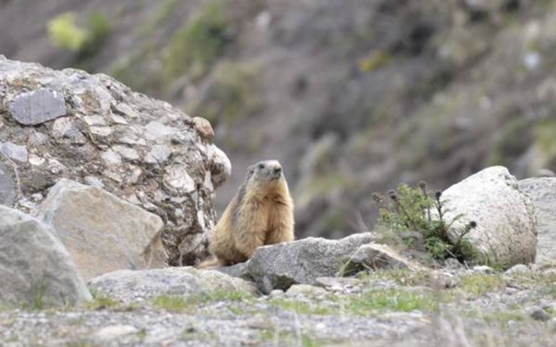 ALOUETTES Location ALOUETTES à ST MICHEL DE CHAILLOL