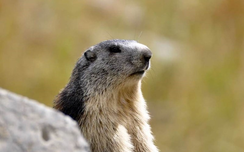 LA LOUZIERE Location LA LOUZIERE à ST MICHEL DE CHAILLOL