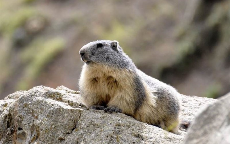 BARTAVELLES Location BARTAVELLES à ST MICHEL DE CHAILLOL