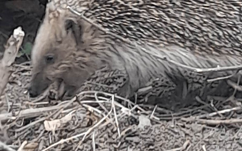 Hôtel la Cremaillère Location Hôtel la Cremaillère à ST BONNET EN CHAMPSAUR