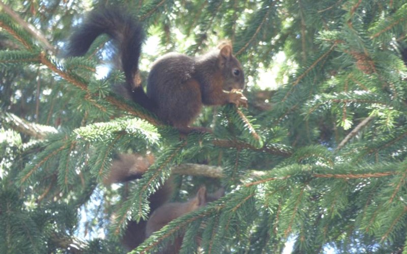 Hôtel la Cremaillère Location Hôtel la Cremaillère à ST BONNET EN CHAMPSAUR