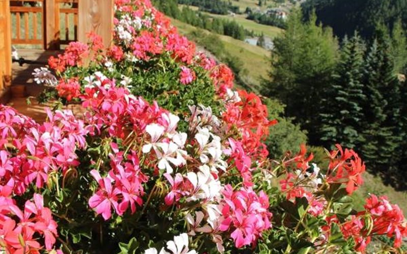 Appartement 4 personnes - La Cardabelle Location Appartement 4 personnes - La Cardabelle à MOLINES EN QUEYRAS