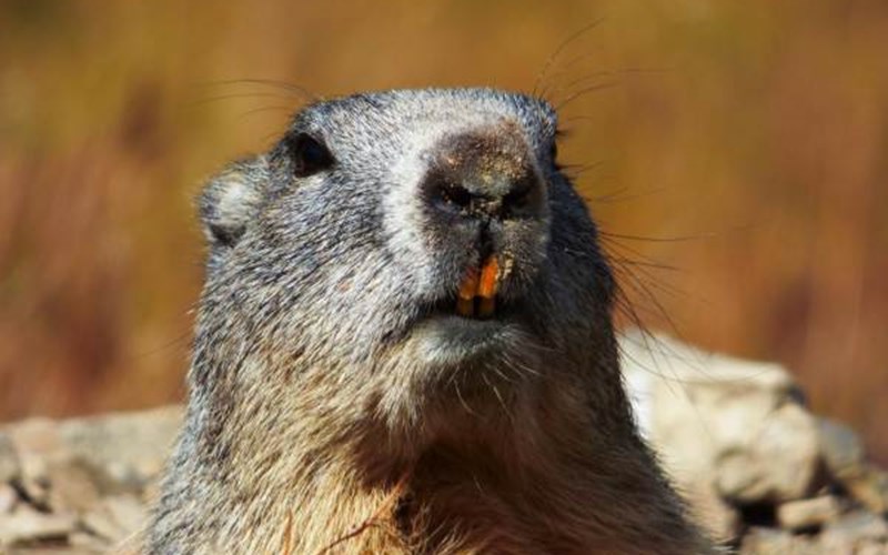 Gîtes de France N°2073 (Gîte du Lauzon) Location Gîtes de France N°2073 (Gîte du Lauzon) à GAP