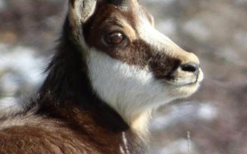 Gîtes de France N°2073 (Gîte du Lauzon) Location Gîtes de France N°2073 (Gîte du Lauzon) à GAP