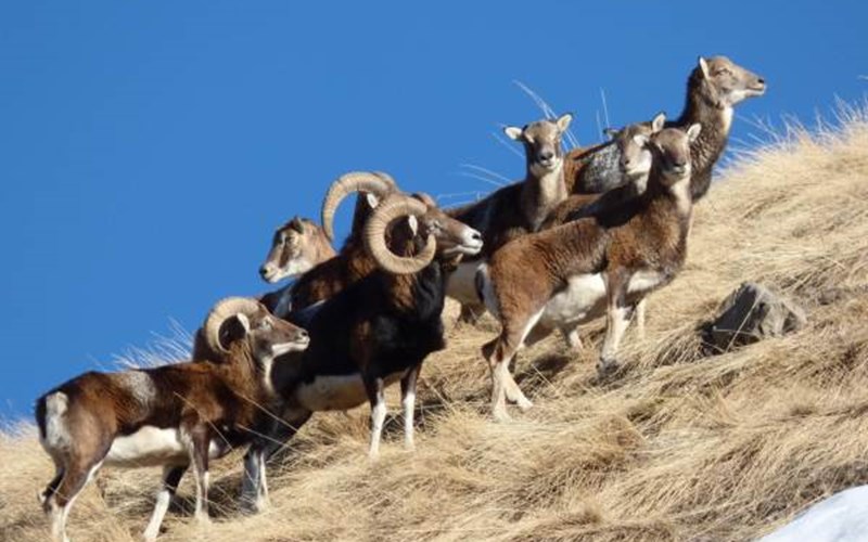 Gîtes de France N°2073 (Gîte du Lauzon) Location Gîtes de France N°2073 (Gîte du Lauzon) à GAP