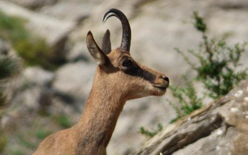 Gîtes de France N°2073 (Gîte du Lauzon) Location Gîtes de France N°2073 (Gîte du Lauzon) à GAP