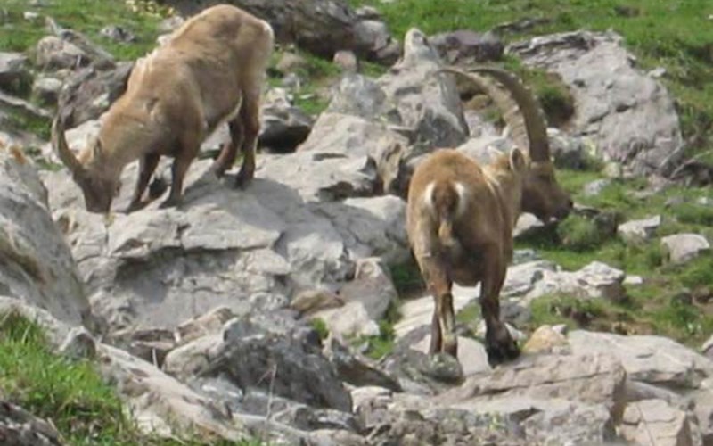 Gîtes de France N°2073 (Gîte du Lauzon) Location Gîtes de France N°2073 (Gîte du Lauzon) à GAP