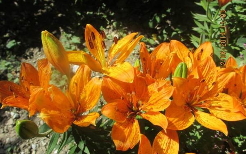 Gîtes de France N°2073 (Gîte du Lauzon) Location Gîtes de France N°2073 (Gîte du Lauzon) à GAP