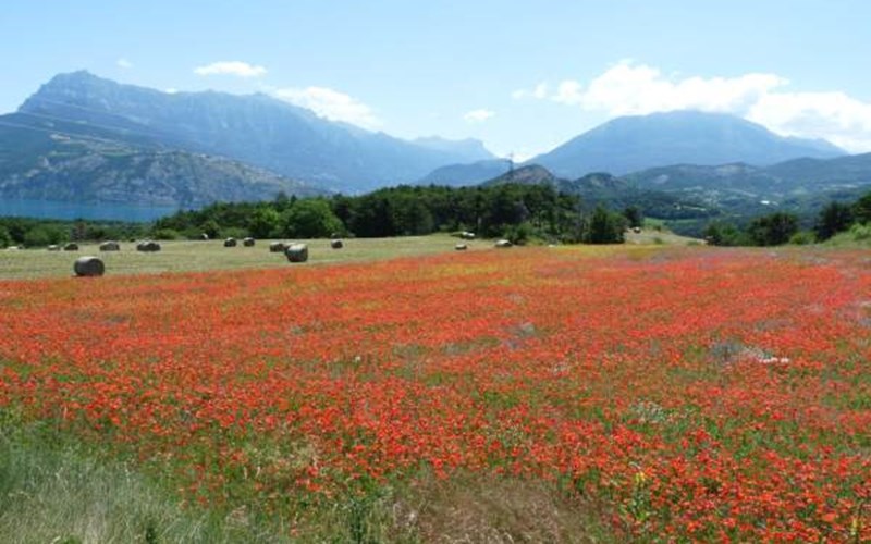 Gîtes de France N°2781 (Le Château de Rousset 1) Location Gîtes de France N°2781 (Le Château de Rousset 1) à ROUSSET