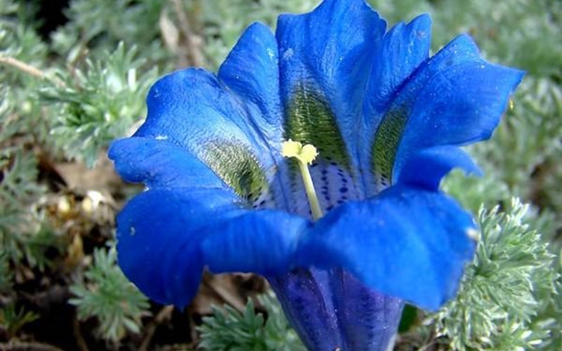 Gîtes de France N°5222 (LEVANT) Location Gîtes de France N°5222 (LEVANT) à ST JEAN ST NICOLAS