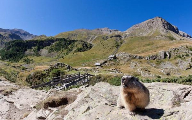 Gîtes de France N°5232 (L'Ecrin des Hautes Alpes - Est) Location Gîtes de France N°5232 (L'Ecrin des Hautes Alpes - Est) à ST JEAN ST NICOLAS