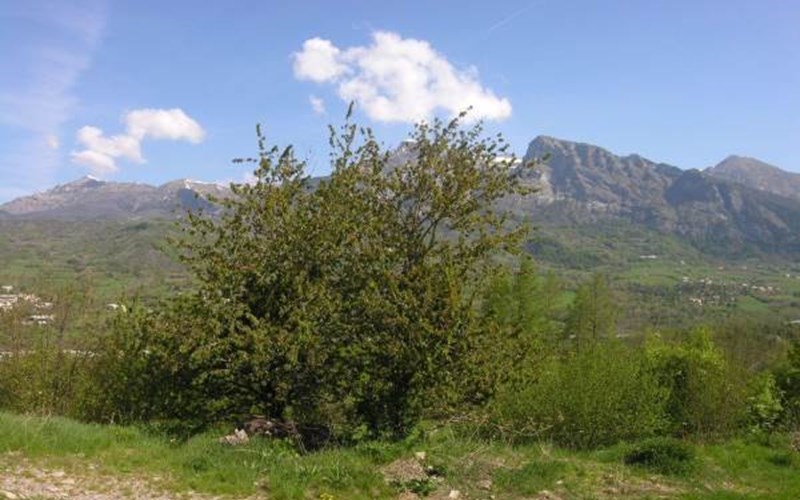 Gîtes de France N°5371 (Gîte du Lauza) Location Gîtes de France N°5371 (Gîte du Lauza) à ST LEGER LES MELEZES