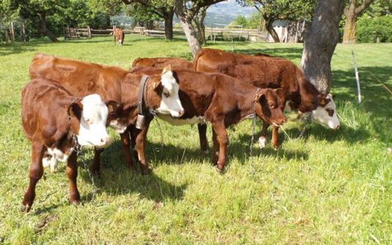 Gîtes de France N°5406 (Pré La Combe 2) Location Gîtes de France N°5406 (Pré La Combe 2) à CHABOTTES