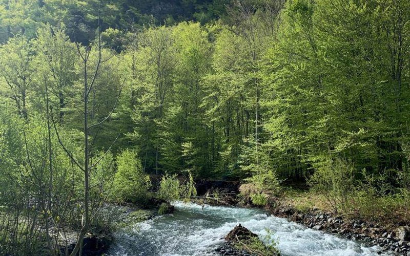 Gîtes de France N°5727 (Gîte Le Doumchou) Location Gîtes de France N°5727 (Gîte Le Doumchou) à ST BONNET EN CHAMPSAUR