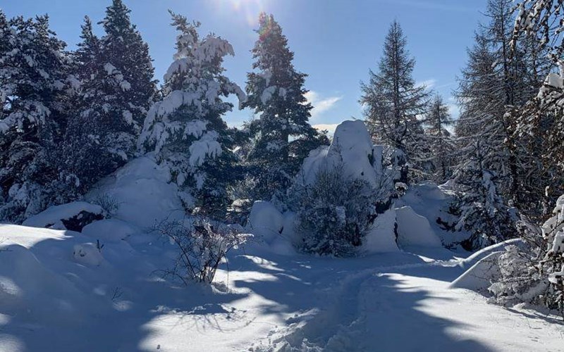 Gîtes de France N°5727 (Gîte Le Doumchou) Location Gîtes de France N°5727 (Gîte Le Doumchou) à ST BONNET EN CHAMPSAUR