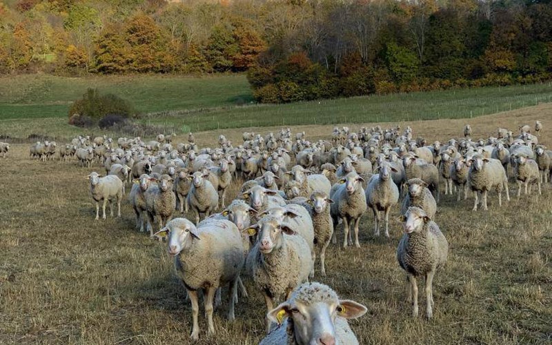Gîtes de France N°5727 (Gîte Le Doumchou) Location Gîtes de France N°5727 (Gîte Le Doumchou) à ST BONNET EN CHAMPSAUR