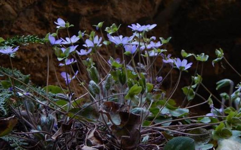 Gîtes de France N°6241 (Gîte Roche Rousse) Location Gîtes de France N°6241 (Gîte Roche Rousse) à CHATEAUROUX LES ALPES