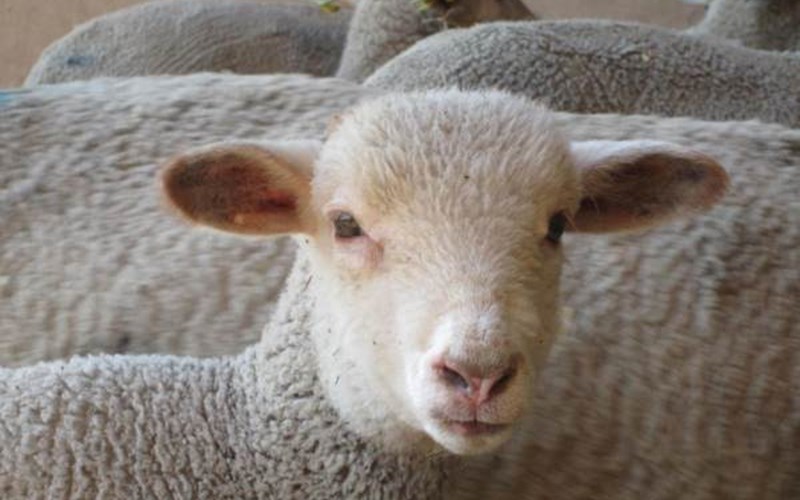 Gîtes de France N°6241 (Gîte Roche Rousse) Location Gîtes de France N°6241 (Gîte Roche Rousse) à CHATEAUROUX LES ALPES