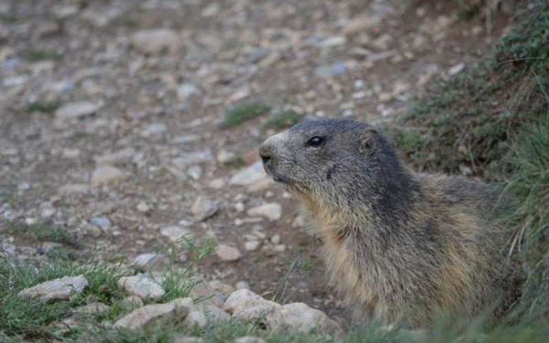 Gîtes de France N°6558 (La Rase) Location Gîtes de France N°6558 (La Rase) à LES ORRES