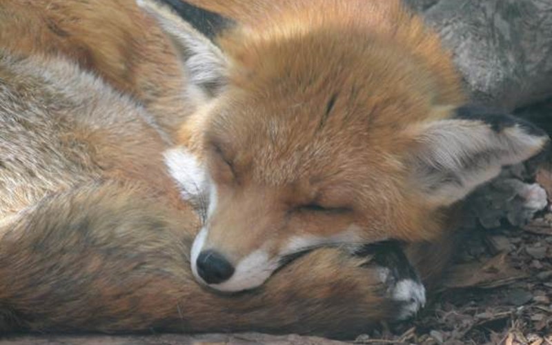 Gîtes de France N°6558 (La Rase) Location Gîtes de France N°6558 (La Rase) à LES ORRES