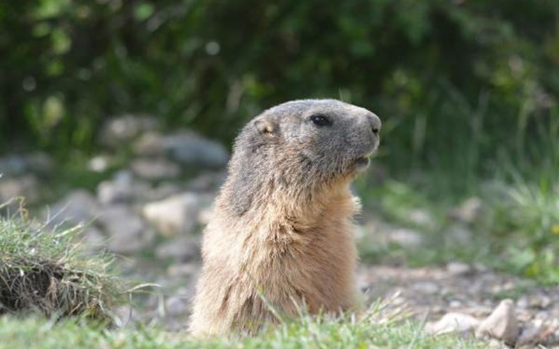 Gîtes de France N°6558 (La Rase) Location Gîtes de France N°6558 (La Rase) à LES ORRES