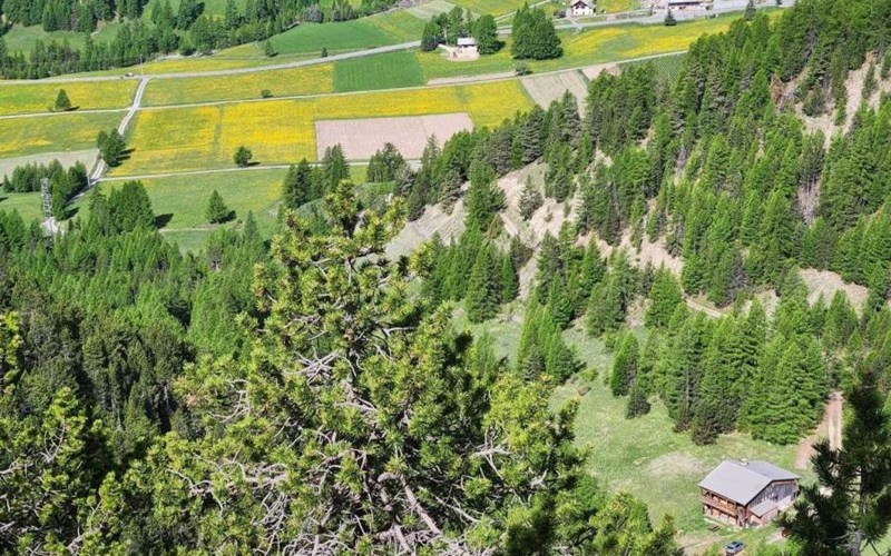 Gîtes de France N°8316 (Chalet ROCHAT) Location Gîtes de France N°8316 (Chalet ROCHAT) à ARVIEUX