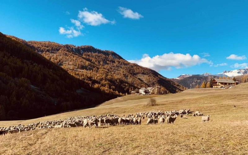Gîtes de France N°8615 Location Gîtes de France N°8615 à MOLINES EN QUEYRAS