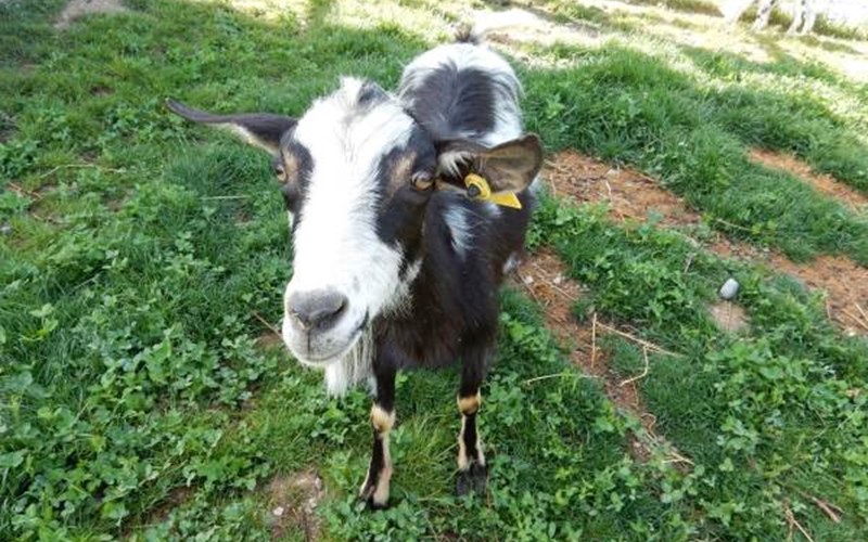 LES CHALETS DE SERRE-PONCON Location LES CHALETS DE SERRE-PONCON à BARATIER