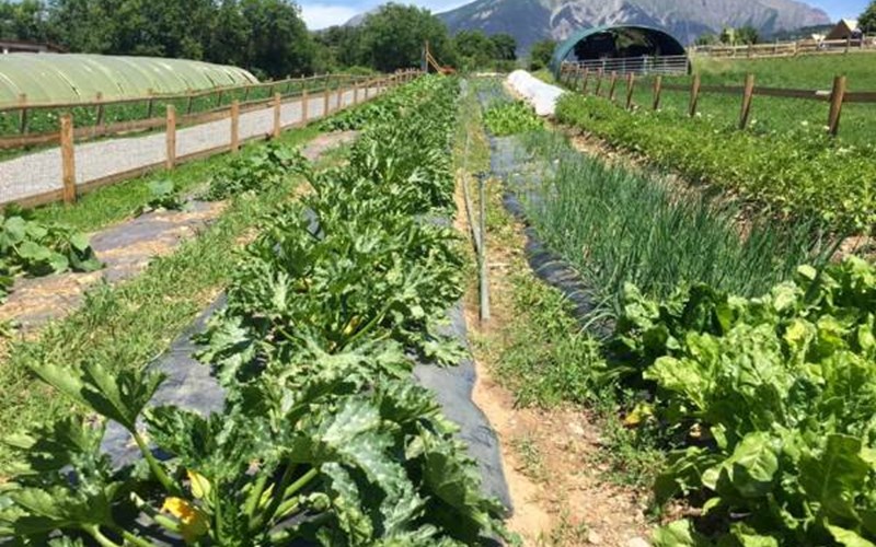 LES CHALETS DE SERRE-PONCON Location LES CHALETS DE SERRE-PONCON à BARATIER
