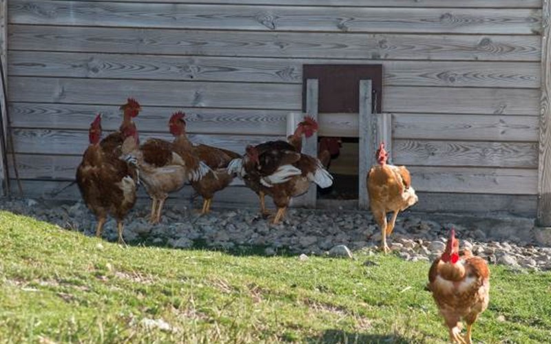LES CHALETS DE SERRE-PONCON Location LES CHALETS DE SERRE-PONCON à BARATIER
