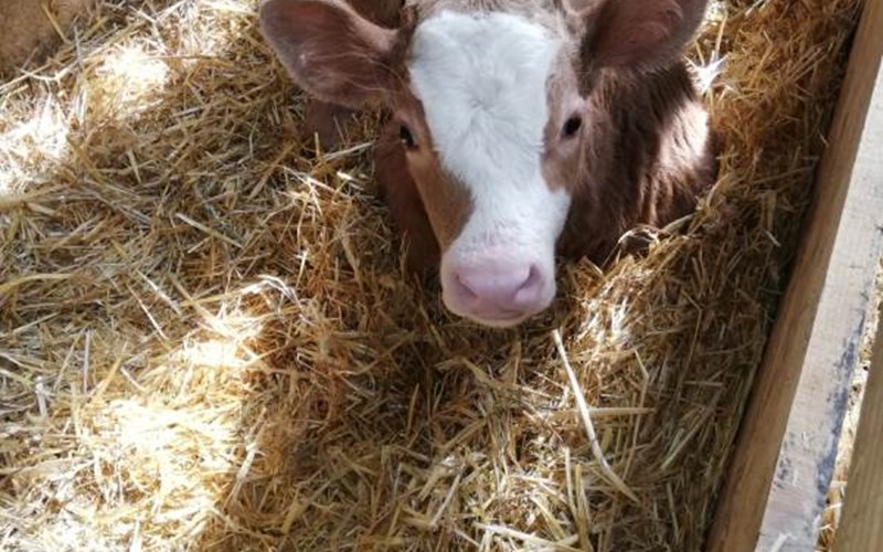 La remise Location La remise à MONTMAUR