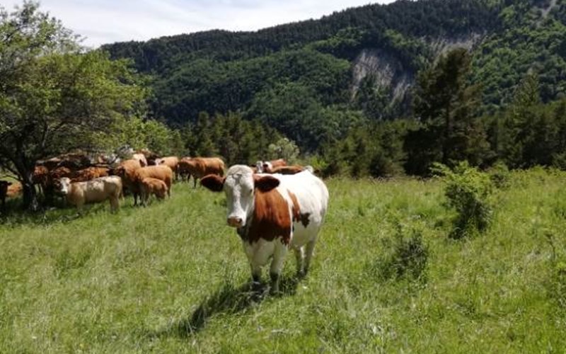 La remise Location La remise à MONTMAUR