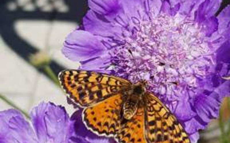 L'Eterlou Location L'Eterlou à LA GRAVE