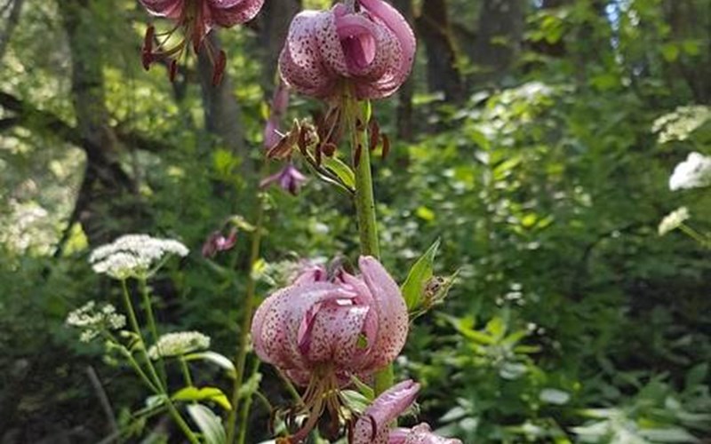 La Challanche Location La Challanche à NEVACHE