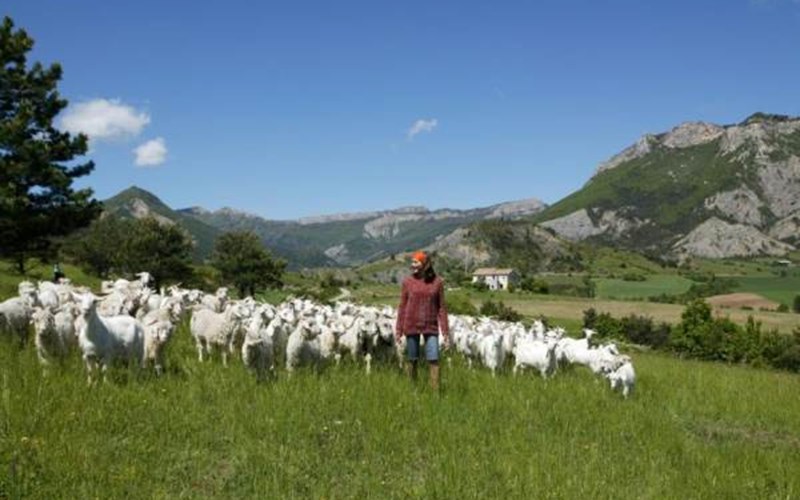LA FERME DE LA MONTAGNE Location LA FERME DE LA MONTAGNE à SIGOTTIER