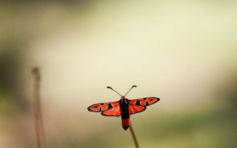 Terre des Baronnies Location Terre des Baronnies à RIBEYRET