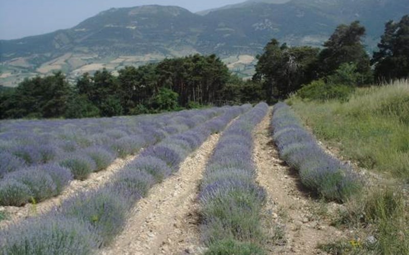 Les Planious Location Les Planious à L EPINE