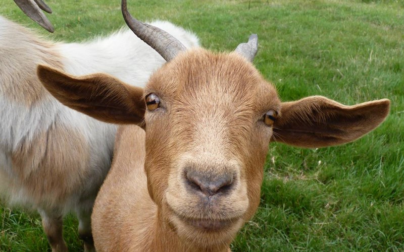 Randonnée Sportive : Mon 1er 3000m ! Location Randonnée Sportive : Mon 1er 3000m ! à Vallouise