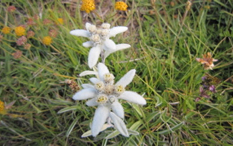 Randonnée Sportive : Mon 1er 3000m ! Location Randonnée Sportive : Mon 1er 3000m ! à Vallouise