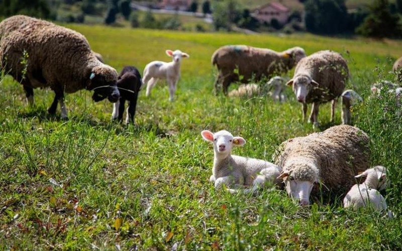 Rencontre avec Mathilde, bergère au col de Rabou Location Rencontre avec Mathilde, bergère au col de Rabou à Le Dévoluy