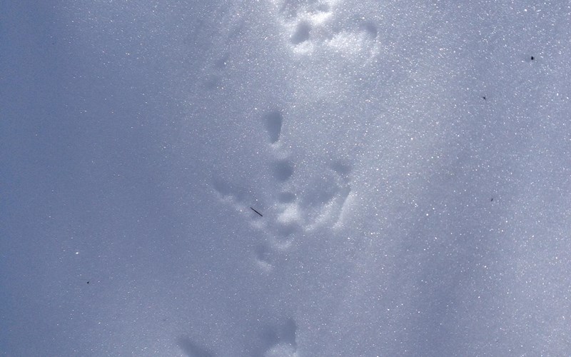 La source des mondes Location La source des mondes à Puy-Saint-Vincent