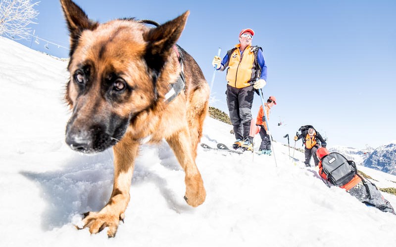 Location Démonstration maître chiens d'avalanche à Pelvoux